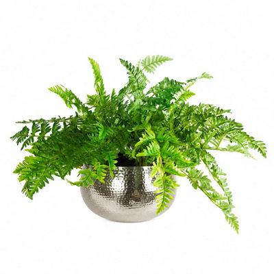 B&Q -  Large Artificial Ferns Display With Xl Metal Silver Bowl Planter 50X65Cm