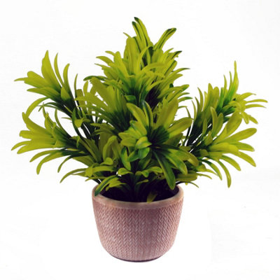 Leaf Light/Green Honey Plant In Terracotta Pot 22Cm