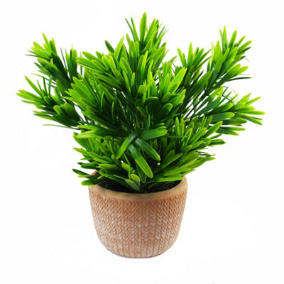 Leaf 22Cm Honey Plant Dark Green In Terracotta Pot from B&Q
