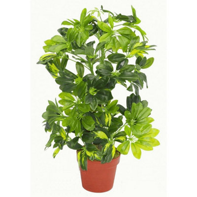 Leaf Artificial Arboricola Plant 75Cm Golden Capella from B&Q