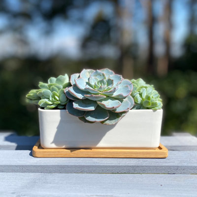 Selections White Succulent And Cactus Trough Plant Pot from B&Q
