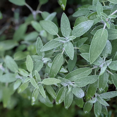 Carbeth Plants Sage Plant In 14Cm PotHerb PlantsGrow Your Own Herb Garden from B&Q