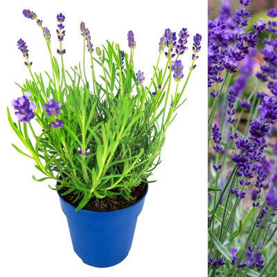 Carbeth Plants Lavender Hidcote Plant In 13Cm PotLavandula English Lavender Bush from B&Q