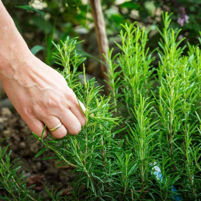 Carbeth Plants 2 X Rosemary Herb Plants In 14Cm PotsRosmarinus Officinalis For Culinary Use from B&Q