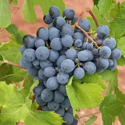 Carbeth Plants Black Grape Plant In 9Cm PotFruit PlantsGrow Your Own from B&Q