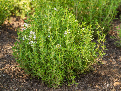 Carbeth Plants Thyme Herb Plant In 14Cm PotThymus For Culinary Use from B&Q