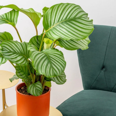Carbeth Plants Calathea Orbifolia In 12Cm Pot30-35Cm In HeightIndoor Striped Prayer Plant from B&Q