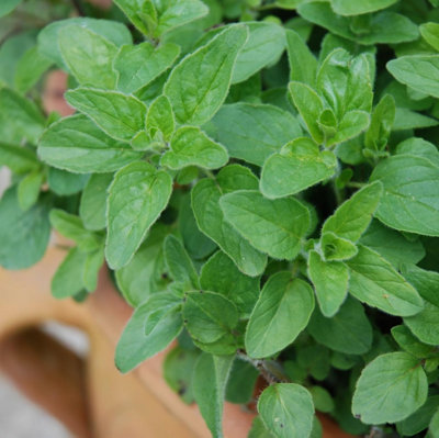 Carbeth Plants Oregano In 14Cm PotHerb PlantsGrow Your Own Herb GardenCulinary Use from B&Q