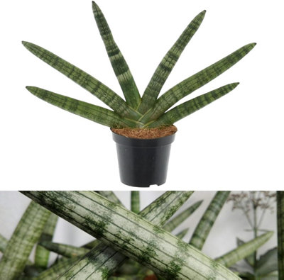 Carbeth Plants Sansevieria Cylindrica Skyline2 X Cylindrical Snake Plant In 8.5Cm Pot from B&Q