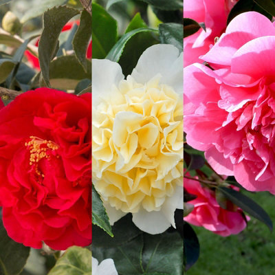 B&Q -  3 X Camellia Japonica Mix In 9Cm PotsMixed Varieties
