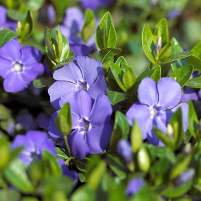 Carbeth Plants 3 X Vinca Minor Bowles In 9Cm PotsBlue Periwinkle FlowersReady To Plant from B&Q