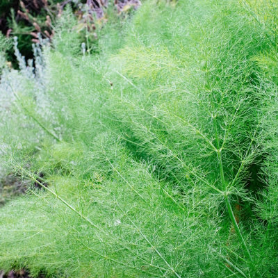 Carbeth Plants Fennel Plant In 13Cm PotFoeniculum Vulgare For Culinary Use from B&Q
