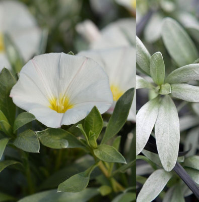Carbeth Plants White/Yellow Convolvulus Cneorum In Pot - Silverbush Shrub - Summer Flowering Plant 9Cm