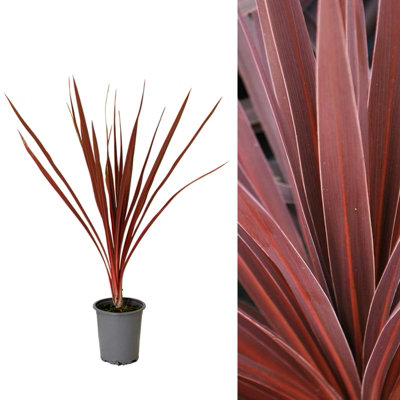 Carbeth Plants 1 X Cordyline Torbay Red9Cm Pot Ready To PlantAward Winning Variety from B&Q