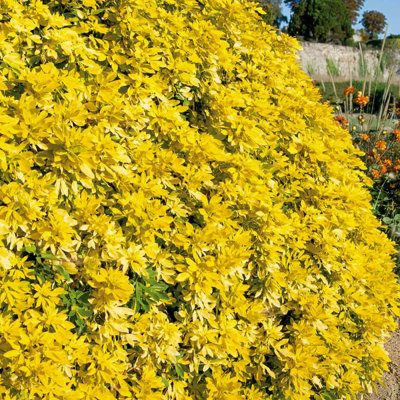 Carbeth Plants Choisya Sundance In 9Cm PotMexican Orange BlossomAromatic Evergreen Shrub from B&Q