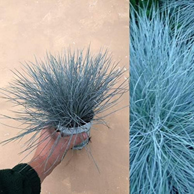 Carbeth Plants Blue Festuca Ornamental Grass In 10.5Cm PotGarden Ready Shrubs from B&Q
