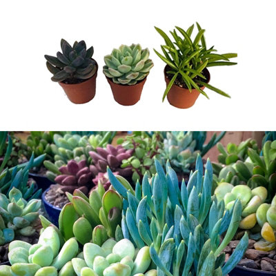 Carbeth Plants 3 Mixed Succulent Plants In 5.5Cm PotsHouse Indoor Plant from B&Q