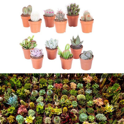 Carbeth Plants 10 Mixed Indoor Plants5 Succulents5 Cactus Plants In 5.5Cm Pots from B&Q