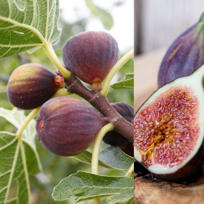 Carbeth Plants Fig Fruit TreeFicus Carica 'rouge De Bordeux' In 9Cm Pot from B&Q