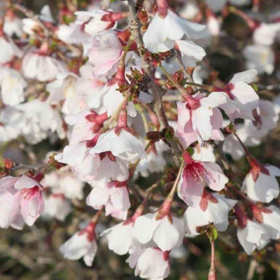 Carbeth Plants Prunus Incisa Kojo-No-MaiFuji Cherry Plant In 9Cm PotSpring/autumn Colour from B&Q