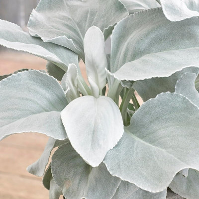 Carbeth Plants 3 X Large Senecio Angel Wings In 9Cm PotsAmazing Unusual Hardy Plants from B&Q