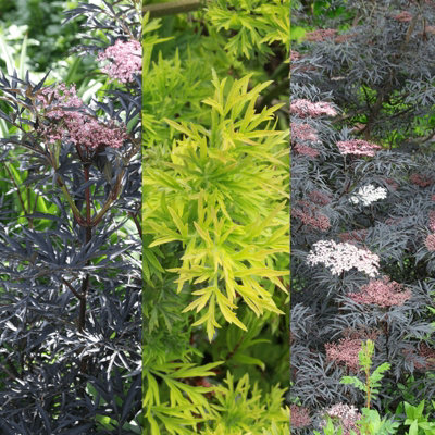 Carbeth Plants 3 X Sambucus Plant Mix In 9Cm PotsMixed VarietiesDeciduous Shrubs from B&Q