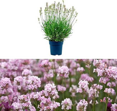 Carbeth Plants 2 X Lavender Angustifolia Herb Plants In 14Cm PotsReady To Plant from B&Q