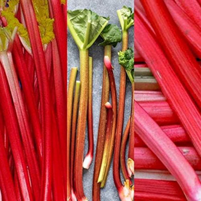 Carbeth Plants 3 X Rhubarb Mixed Bare RootVarities Like T.earlyR.champagneHolstiener from B&Q