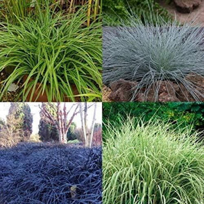 Carbeth Plants 3 X Ornamental Grasses In 9Cm Pots - Varieties Like Carex - Festuca - Imperata