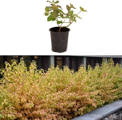 Carbeth Plants 3 X Cornus 'midwinter Fire' (Dogwood) In 9Cm PotRich Coloured Leaves from B&Q