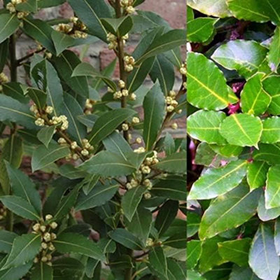 Carbeth Plants Bay Laurel Herb Plant In 9Cm PotLaurus Nobilis For Culinary Use from B&Q