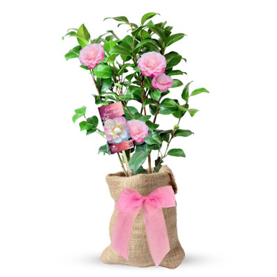 Carbeth Plants Magic Mum Pink Camellia Bush PlantA Thoughtful Mother's Day And Birthday Gift Wrapped Present For Mum from B&Q