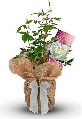 Carbeth Plants Crystal Wedding Rose Bush Gift Wrapped15Th Anniversary Plant from B&Q