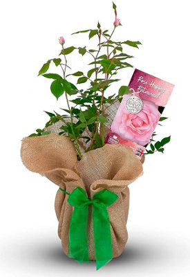 Carbeth Plants Happy Retirement Rose Bush Gift WrappedHelp A Colleague Or Friend Celebrate from B&Q
