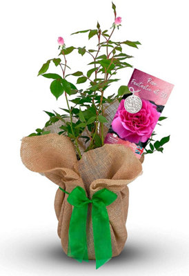 Carbeth Plants Fantastic At 50 Rose Bush Gift Wrapped50Th Birthday Plant Gift from B&Q