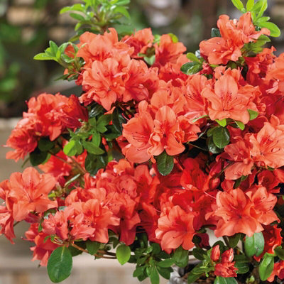 Carbeth Plants 2 X Azalea Orange BeautyRare Evergreen Japanese Azaleas In 9Cm Pots from B&Q