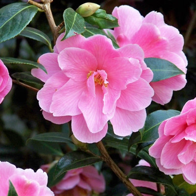 Carbeth Plants Camellia Japonica 2 X Donation Plants In 9Cm Pots - Evergreen Hardy Spring Flowering Garden Ready Shrubs Pink