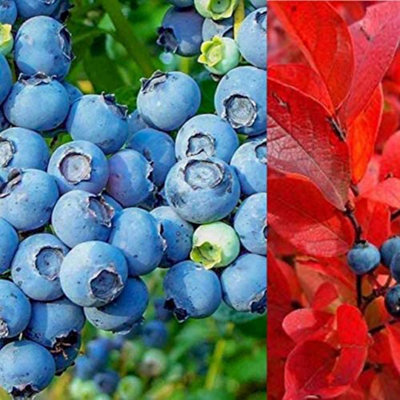 Carbeth Plants 2 X Blueberry 'chandler' PlantsVaccinium Bushes In 9Cm PotsHigh Yielding from B&Q