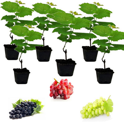 Carbeth Plants 3 X Grape Vine Plants Vitis Mix from B&Q