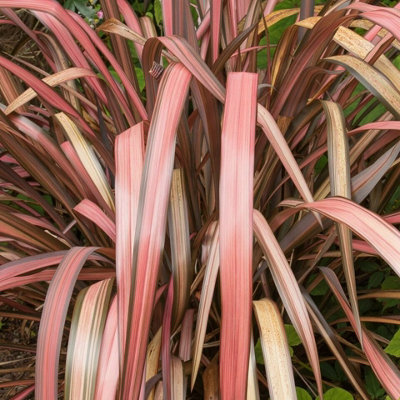 B&Q -  Phormium 'flamingo' In 9Cm PotRare PlantNew Zealand Flax Evergreen Grass