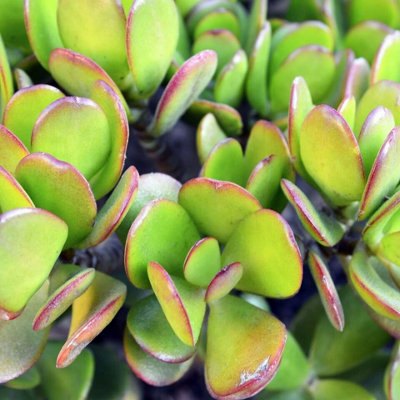 Carbeth Plants Crassula Ovata In A 12Cm PotMoney Penny PlantLive Indoor Plant from B&Q