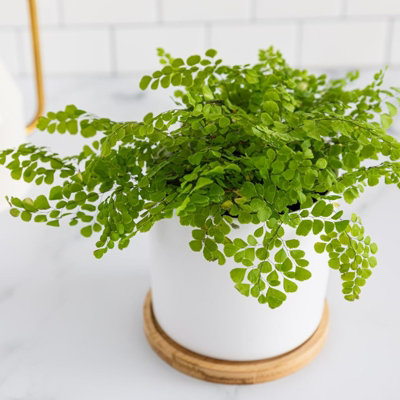 Carbeth Plants Adiantum Raddianum Fragrans In 12Cm PotLive Maidenhair Fern Indoor Plant from B&Q