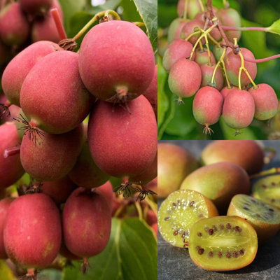 Carbeth Plants Kiwi Plant In 9Cm Pot - Actinidia Ananasnaya - Ready To Plant - Kiwi Fruit Bush