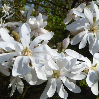 Carbeth Plants Green/White Magnolia Stellata X Plants In 9Cm Pots - Starry Magnoliacea - Spring Flowering Size 2