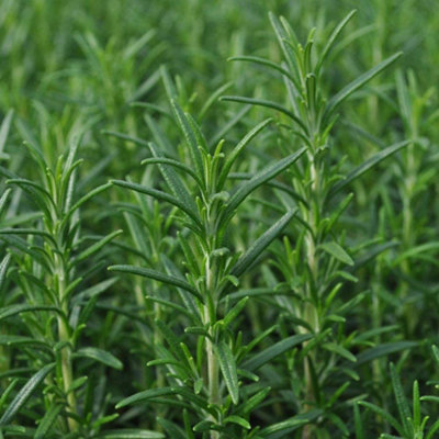 Carbeth Plants 1 X 'miss Jessops' Rosemary Herb Plant In 9Cm PotUpright Variety For Cooking from B&Q
