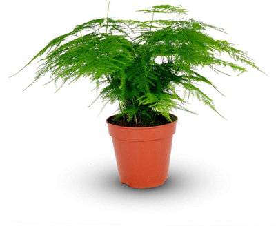 Carbeth Plants Asparagus Plumosus House Plant In A 12Cm PotAsparagus Fern Plant from B&Q