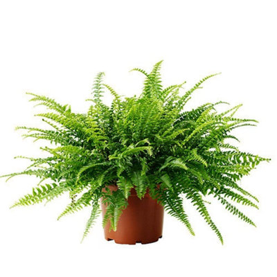 Carbeth Plants Boston FernNephrolepis ExaltataBushy Indoor Plant In 12Cm Pot from B&Q