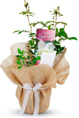 Carbeth Plants Thank You Rose Bush Gift Wrapped Plant Gift from B&Q
