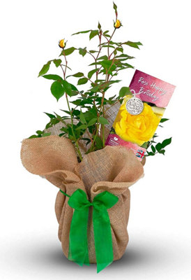 Carbeth Plants Happy Birthday Rose Gift Wrapped With Stylish Wrap And Huge BowHappy Birthday Gift For Any Age from B&Q