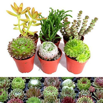 Carbeth Plants 6 Sempervivum Succulent Mix3 Sempervivum3 Succulents In 5.5Cm Pots from B&Q
